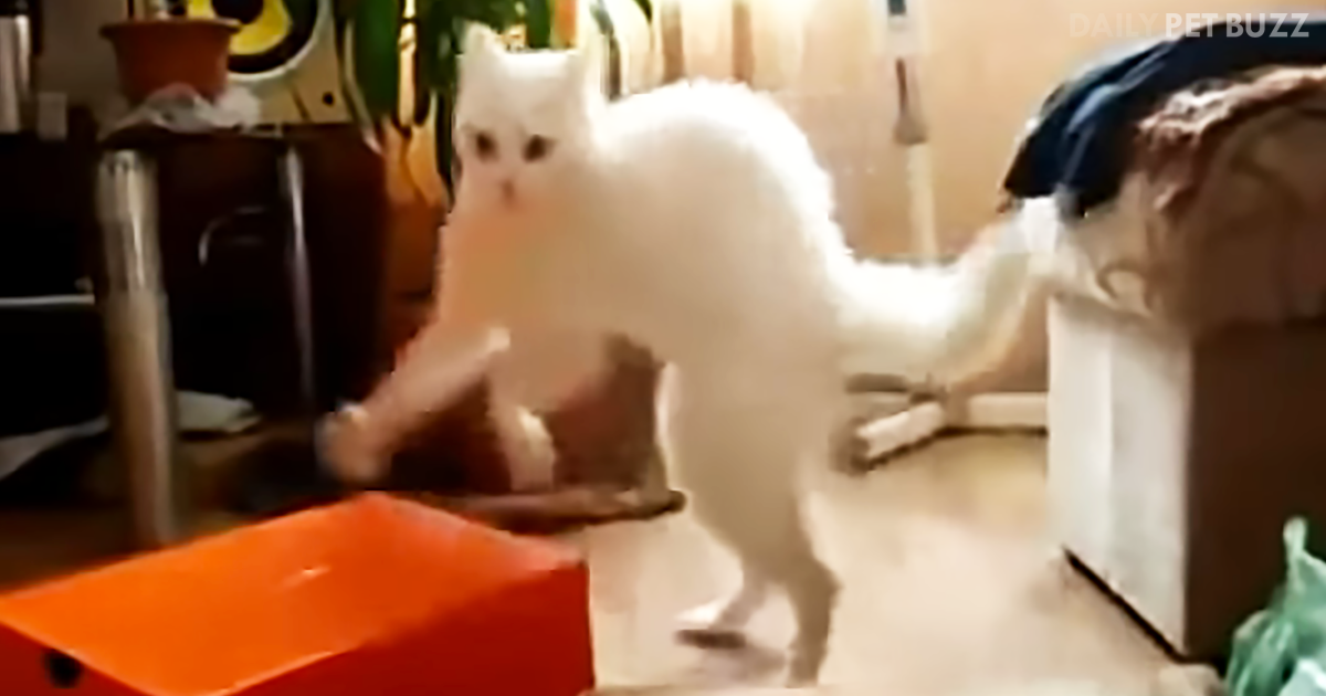 Silly Cat Runs Away On Two Legs – From A Shoe Box