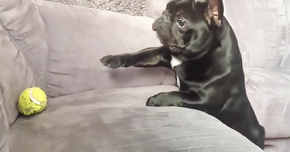 Funny Fetch Fails Will Have You Laughing All Day
