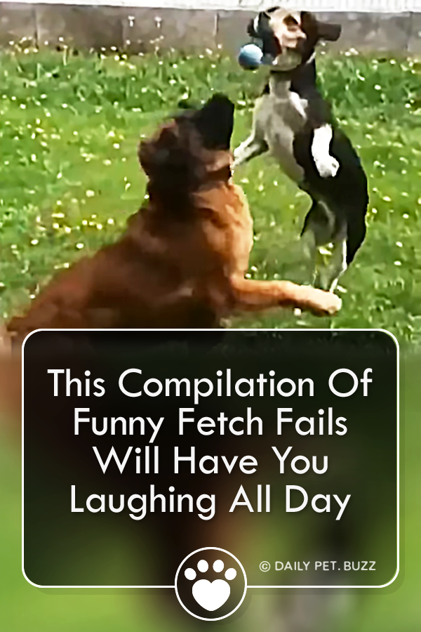 Funny Fetch Fails Will Have You Laughing All Day