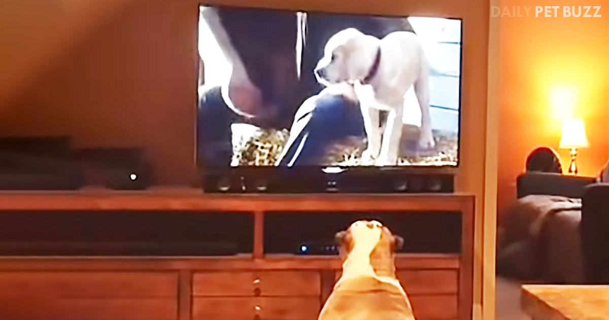When The Music Starts On This Commercial, This Bulldog Comes Running To See Her Favorite TV Puppy