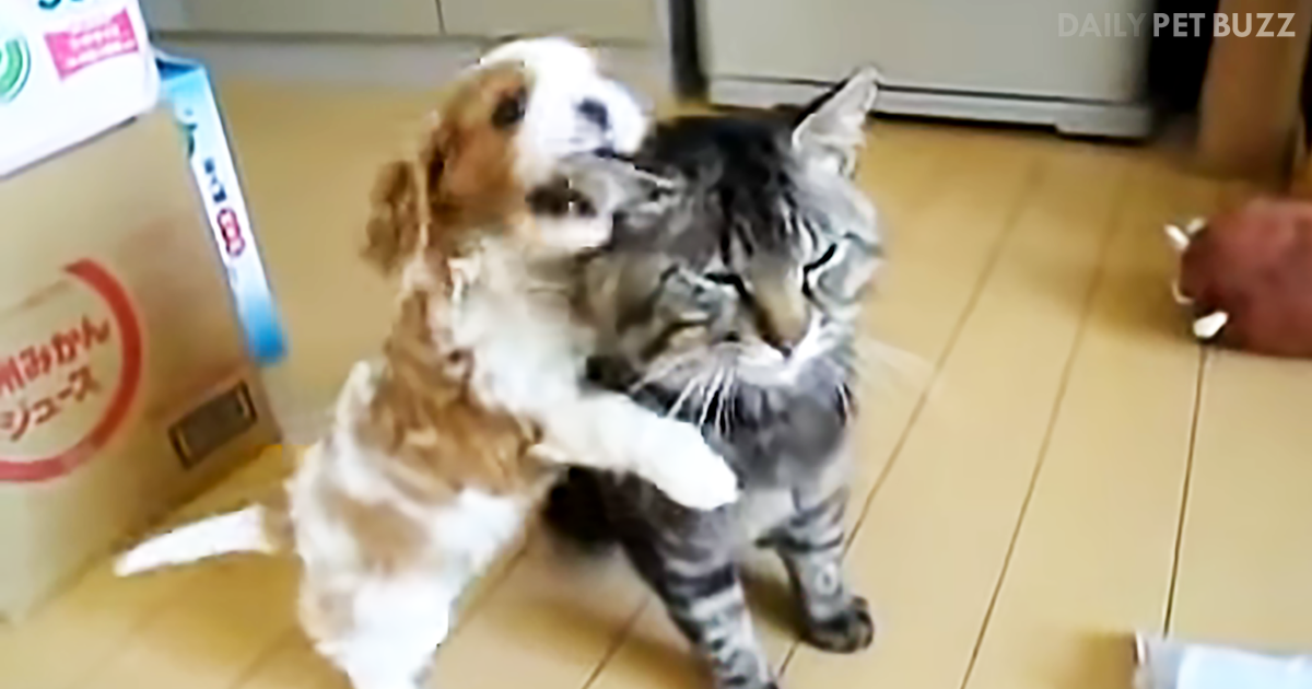 Adorable Puppy Gets Introduced To Family Cat And Is Going To Get A Hug No Matter What