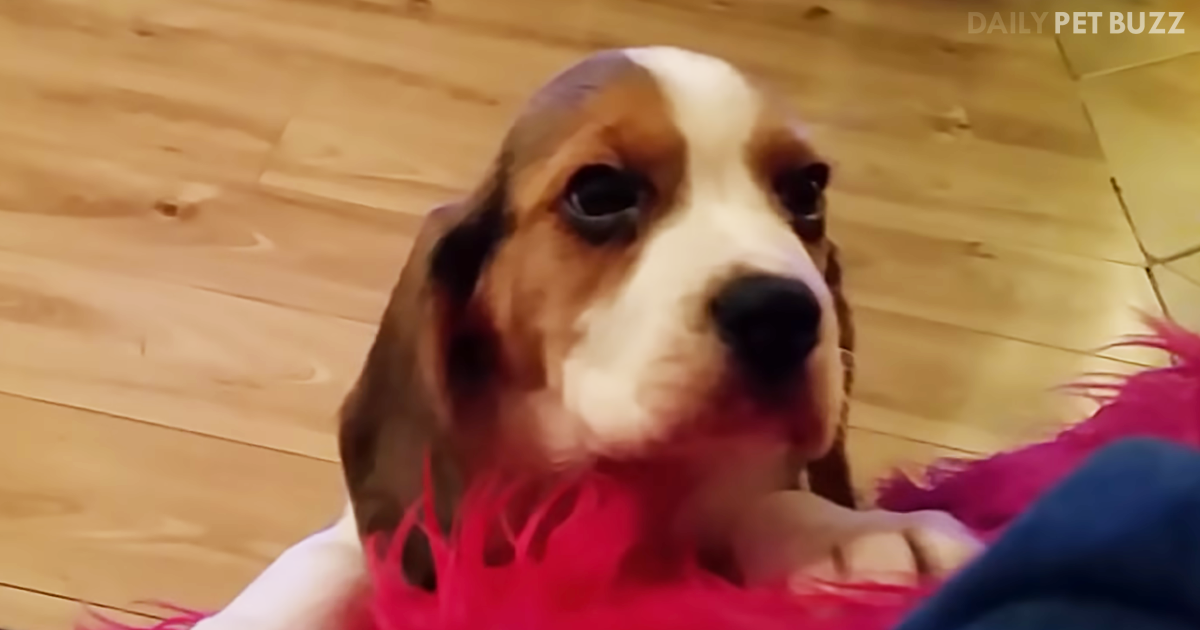 Charlie The Beagle Puppy Has His Sister Olivia In Fits Of Giggles As He Struggles To Get On The Couch