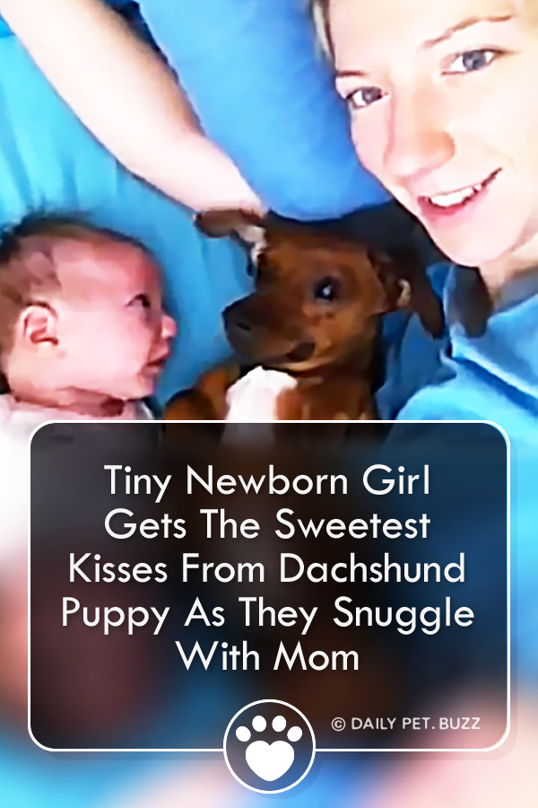 Tiny Newborn Girl Gets The Sweetest Kisses From Dachshund Puppy As They Snuggle With Mom