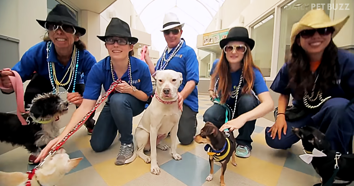 This Animal Shelter Made An Amazing Parody Of 'Uptown Funk' And You Will Be Laughing And Dancing
