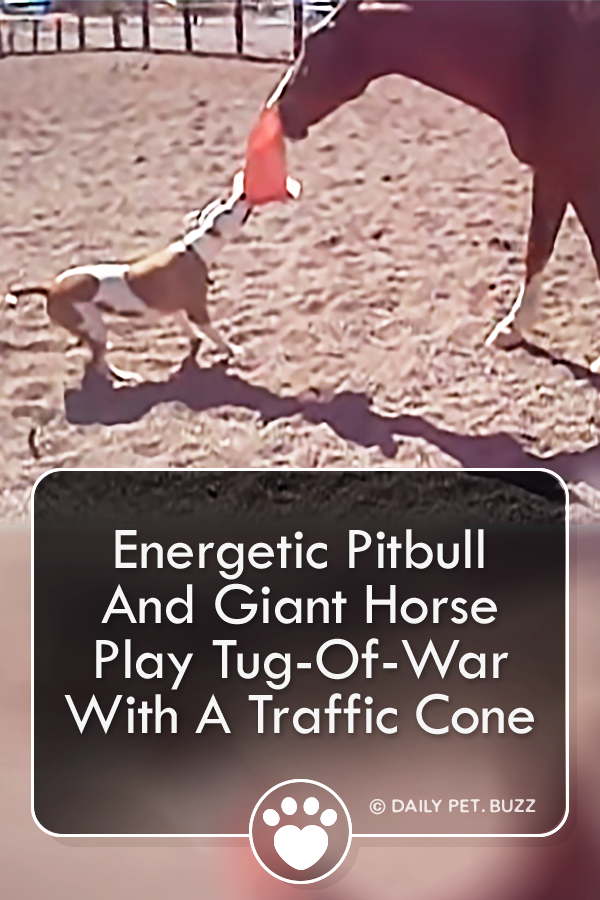 Energetic Pitbull And Giant Horse Play Tug-Of-War With A Traffic Cone