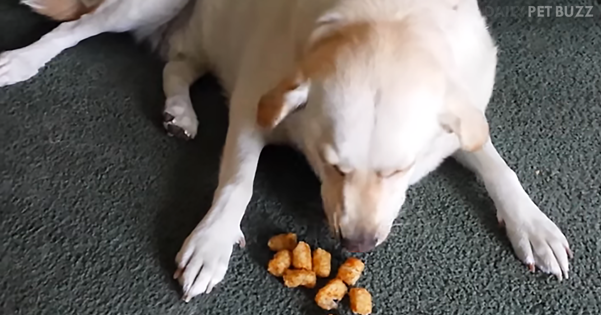 Funny Labrador Thinks He Is A Chipmunk, Stashing His Stolen Treats In His Cheeks