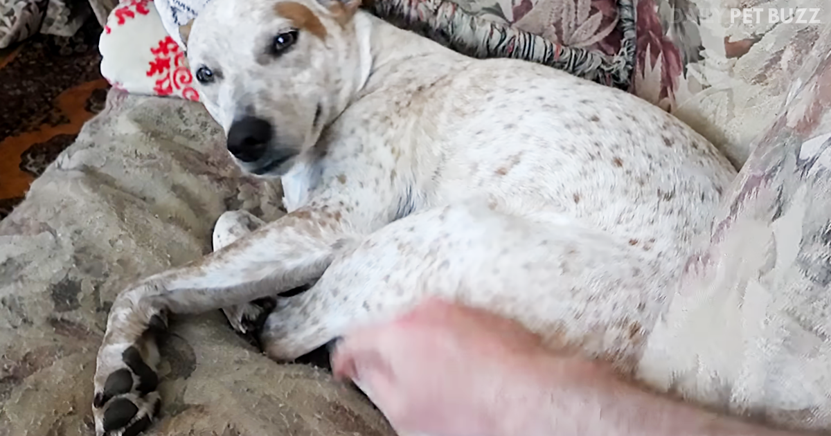 Sweet Dog Is Comforted After A Very Dramatic Dream