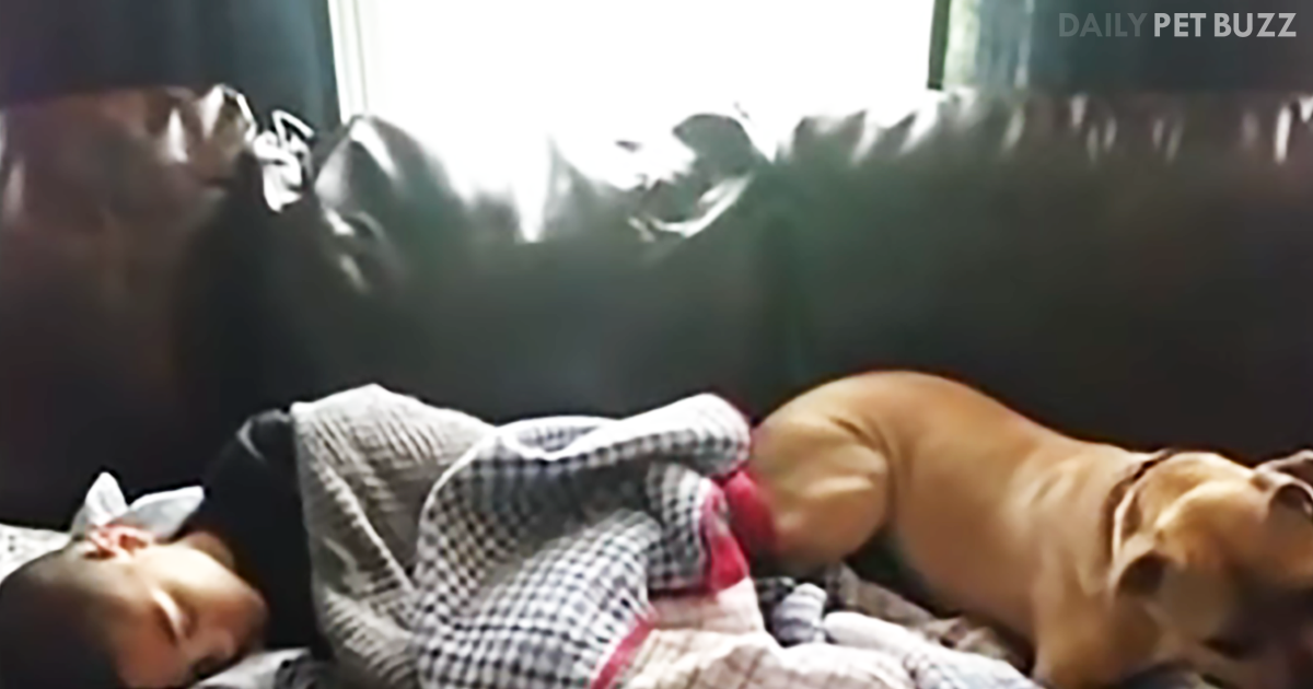 When Her Pitbull Woke Her With Odd Behaviour She Acted Immediately, Saving The Life Of Her Son
