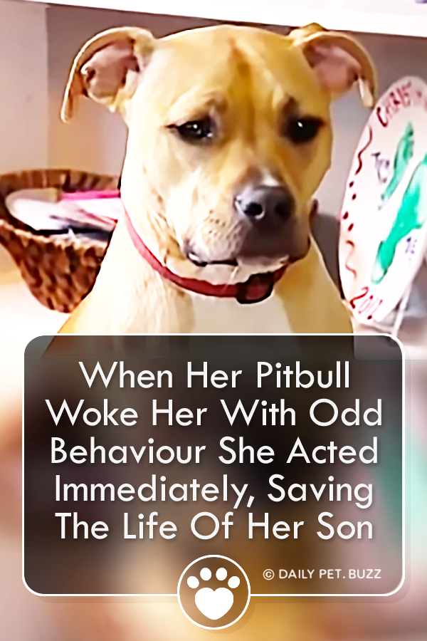 When Her Pitbull Woke Her With Odd Behaviour She Acted Immediately, Saving The Life Of Her Son