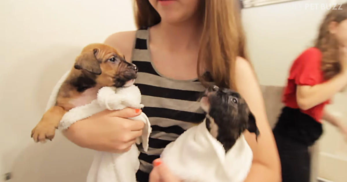 She Put 10 Puppies In The Bathtub And You Won't Get Over The Cuteness