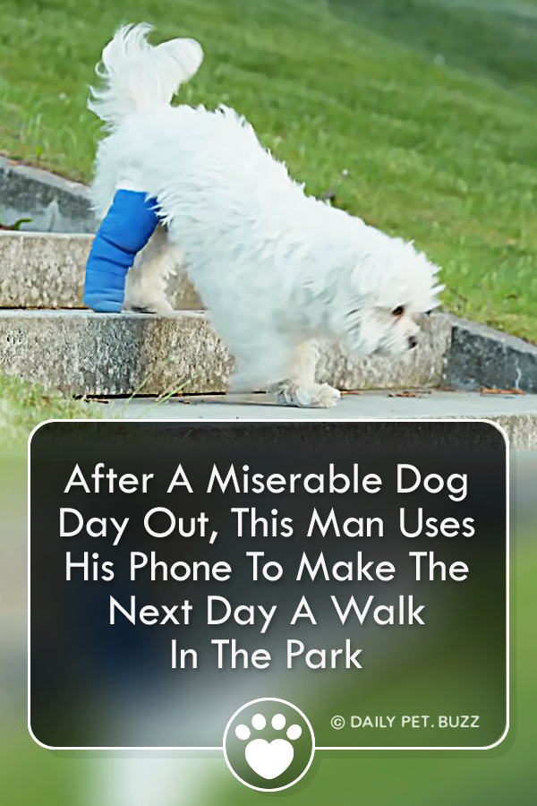 After A Miserable Dog Day Out, This Man Uses His Phone To Make The Next Day A Walk In The Park