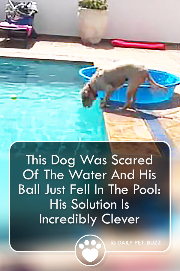 This Dog Was Scared Of The Water And His Ball Just Fell In The Pool: His Solution Is Incredibly Clever
