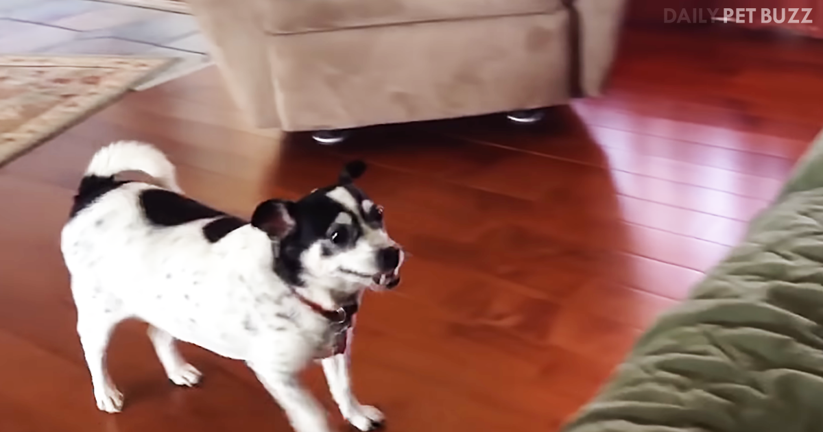 Adorable Dog Shows Dedication And Determination In Attempts To Get On The Couch