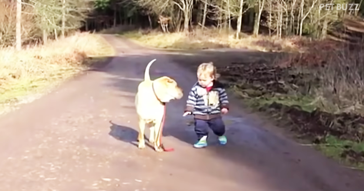 This Inspirational Video Reminds Us How Special And Important Dogs Are To Our Lives