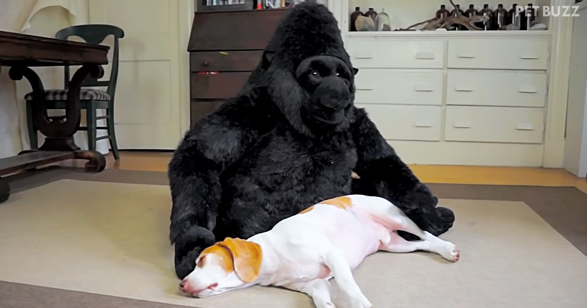 Love Is In The Air When Maymo The Beagle Is Introduced To A (Stuffed) Gorilla 