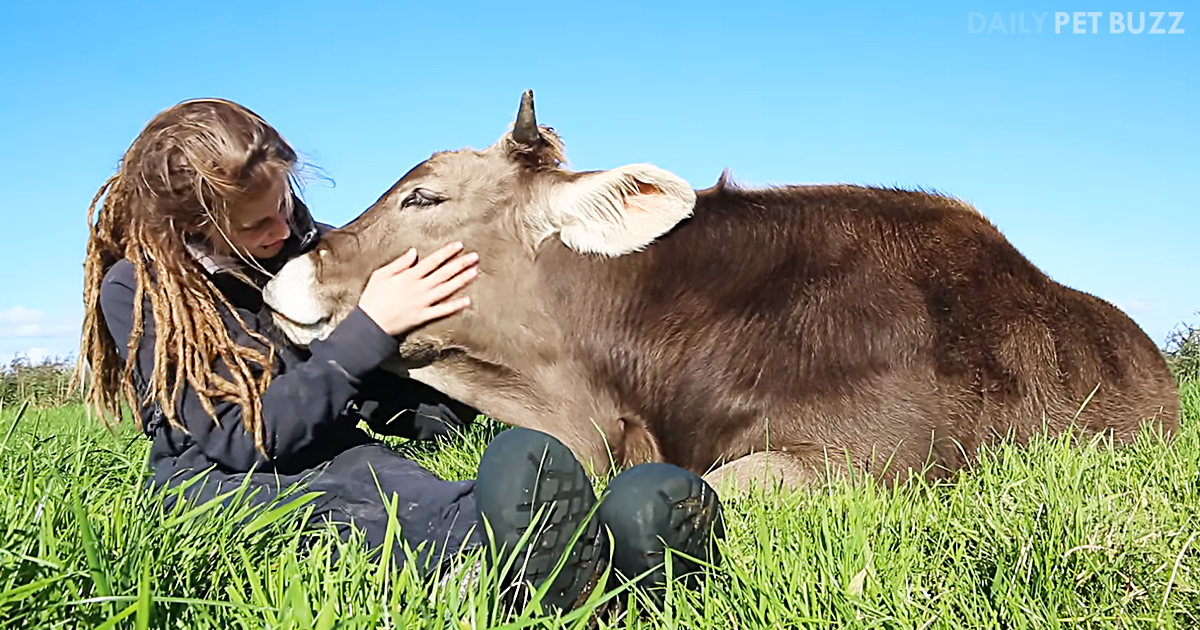 Young Bull Lays His Head On This Young Lady's Lap And Doesn't Plan On Moo-ving Any Time Soon