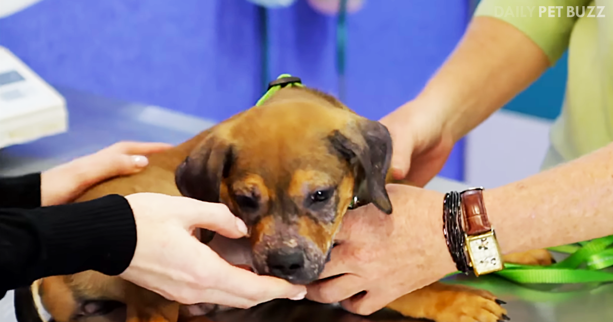 Puppy Suffering From A Rare Disease Makes A Miraculous Recovery
