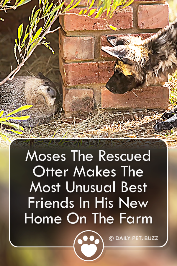 Moses The Rescued Otter Makes The Most Unusual Best Friends In His New Home On The Farm