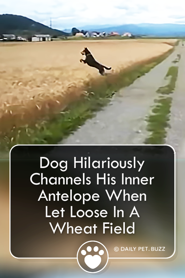 Dog Hilariously Channels His Inner Antelope When Let Loose In A Wheat Field