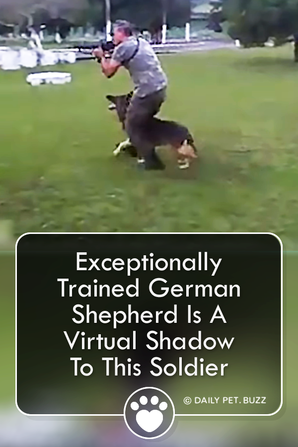 Exceptionally Trained German Shepherd Is A Virtual Shadow To This Soldier