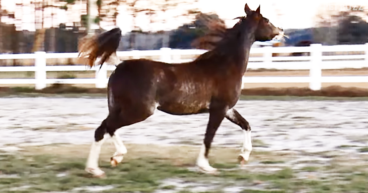 It Is Mesmerizing Watching This Black Arabian Filly Dancing At The Trot