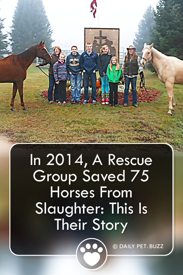 In 2014, A Rescue Group Saved 75 Horses From Slaughter: This Is Their Story