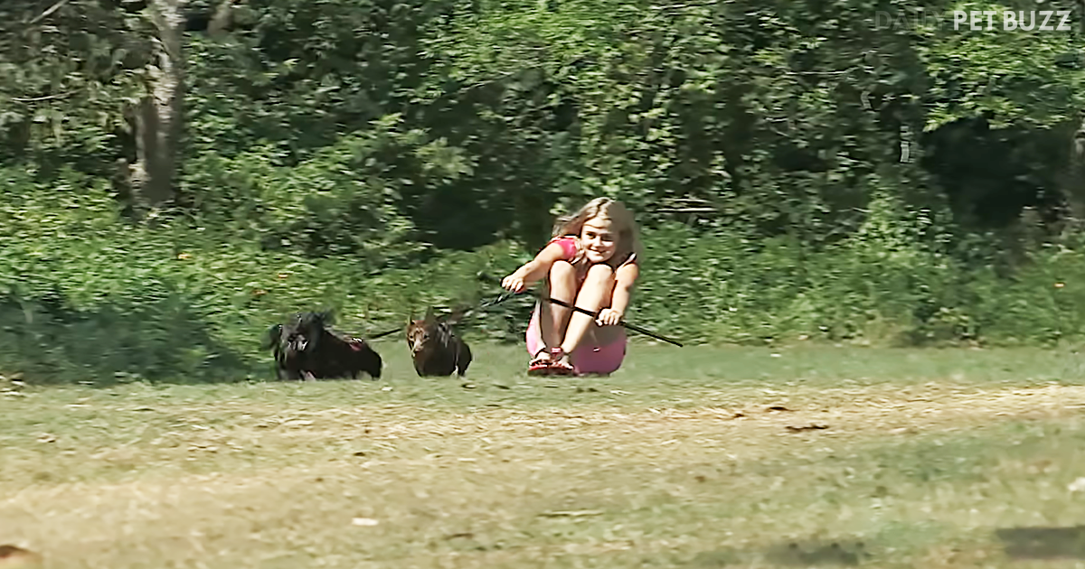 These Darling Dachshunds Happily Chariot Their Big Sister On Her Skateboard