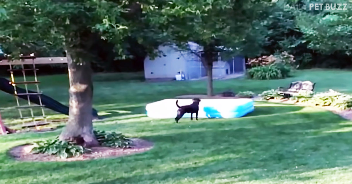 No One Could Have Predicted They Would Be Chasing Their Dog Through The Yard With A POOL On His Head
