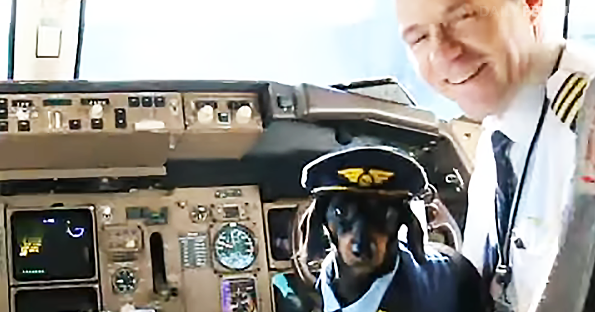 Crusoe The Celebrity Dachshund Is Dressed To Pilot His Next Adventure