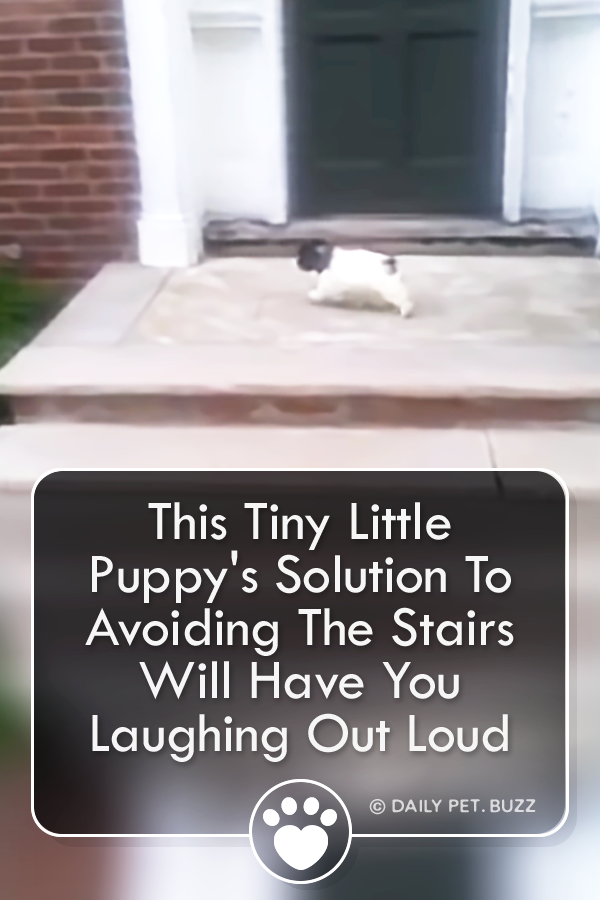 This Tiny Little Puppy\'s Solution To Avoiding The Stairs Will Have You Laughing Out Loud