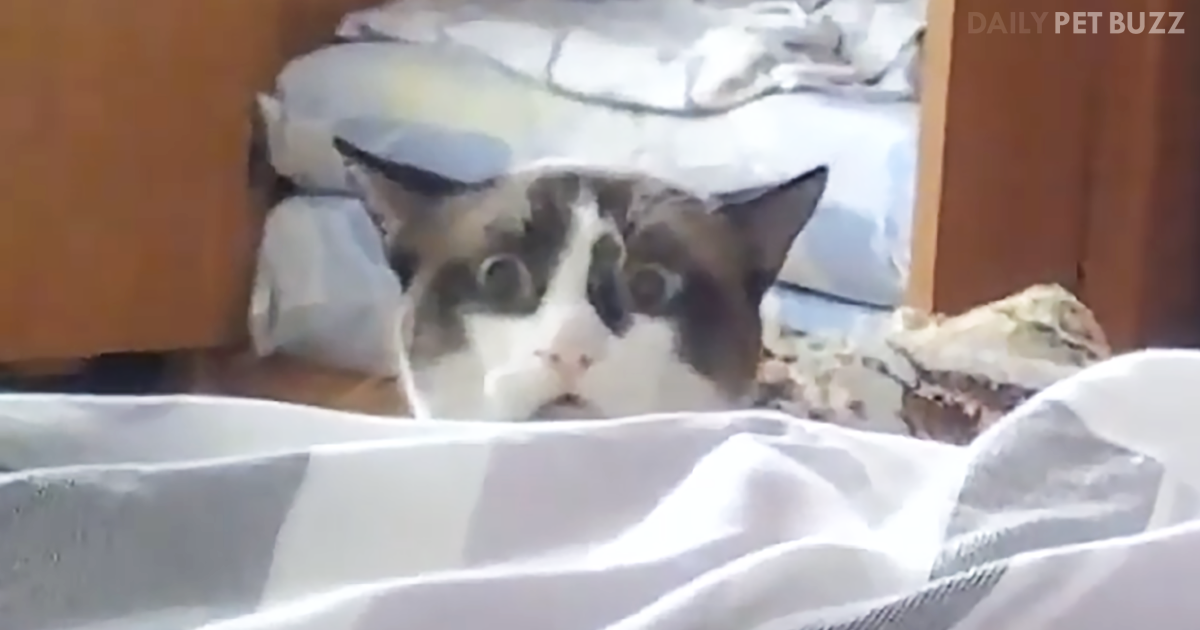 Funny Cat Playing Peek-A-Boo Will Fright And Delight With His Funny Expressions