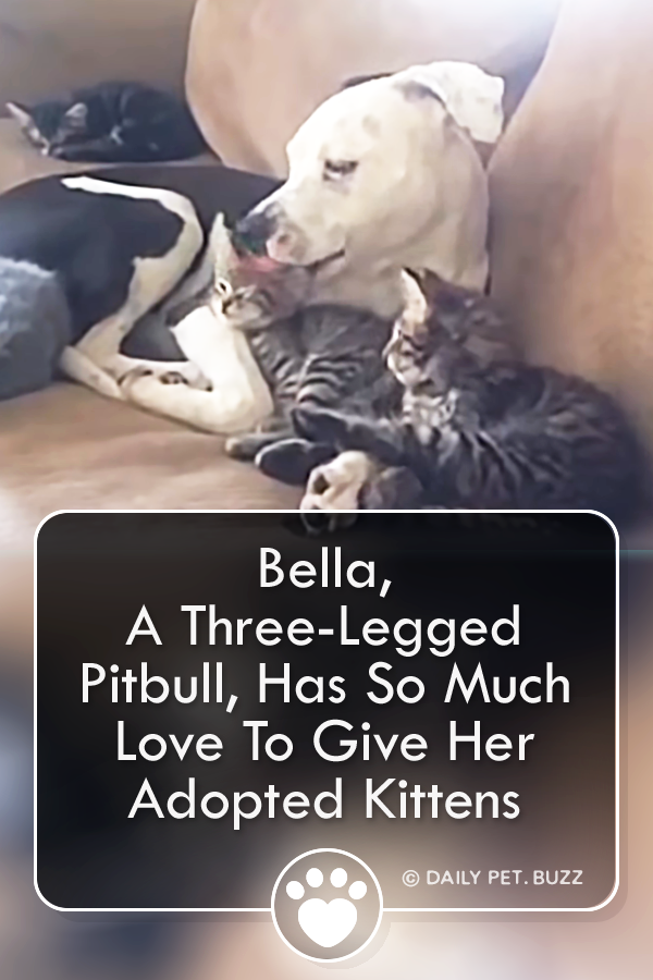 Bella, A Three-Legged Pitbull, Has So Much Love To Give Her Adopted Kittens