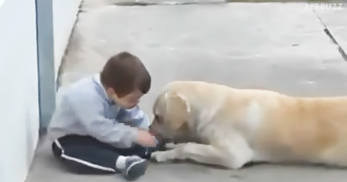 Little Boy With Down's Syndrome Has The Sweetest Moments With His Adoring Labrador