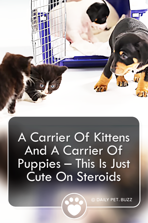 A Carrier Of Kittens And A Carrier Of Puppies – This Is Just Cute On Steroids