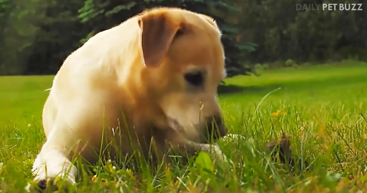 Sweet Labrador Meets The Tiniest Baby Bunny For The First Time And Decides They Are Friends Forever