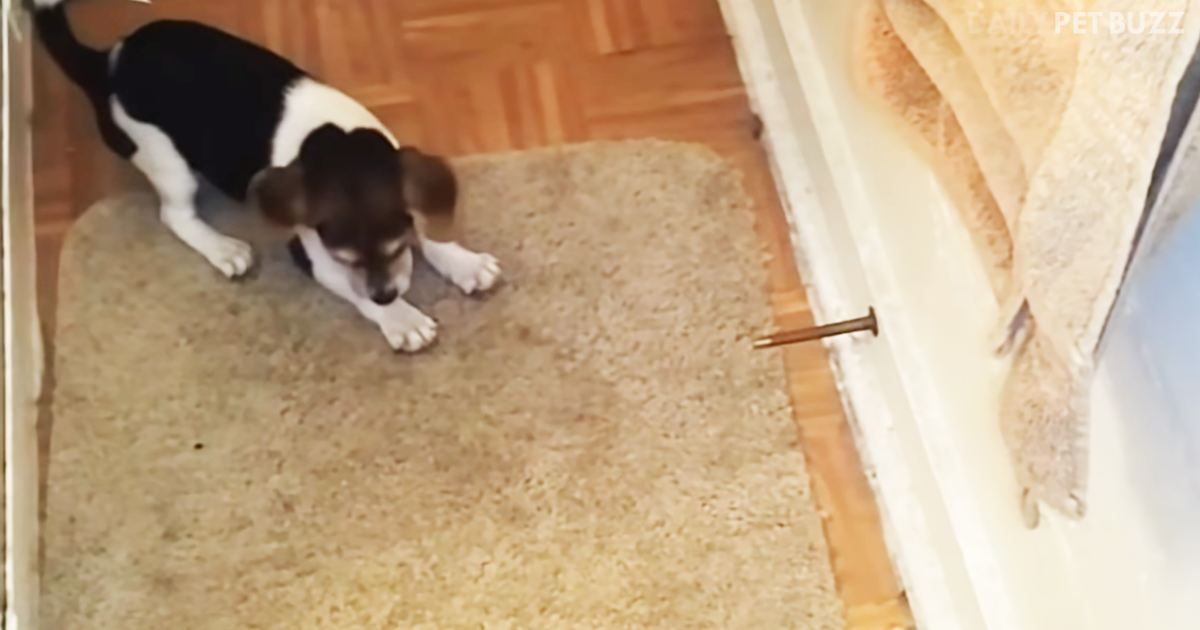 The Never-Ending Battle Between Puppies And Those Darn Door Stoppers Rages On
