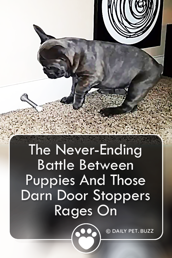 The Never-Ending Battle Between Puppies And Those Darn Door Stoppers Rages On