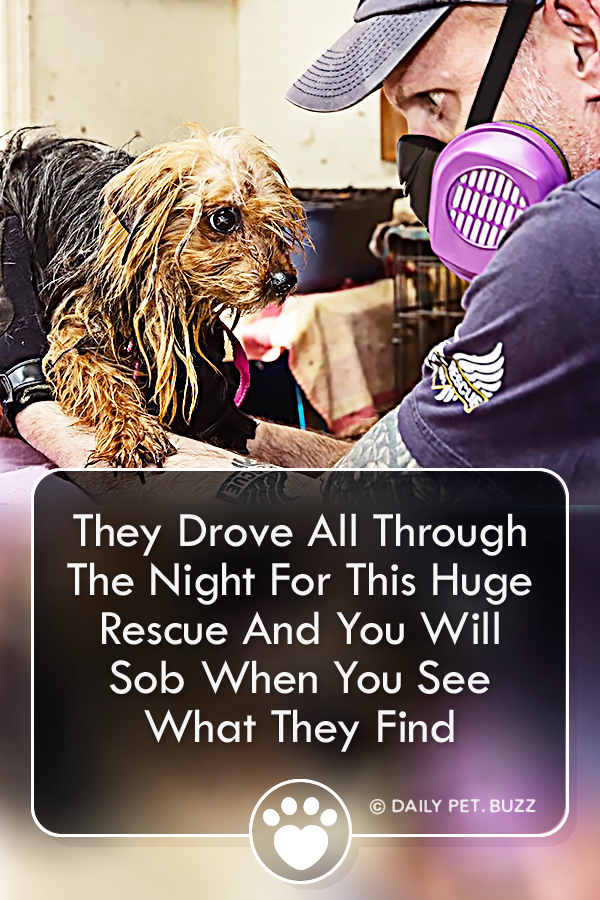 They Drove All Through The Night For This Huge Rescue And You Will Sob When You See What They Find
