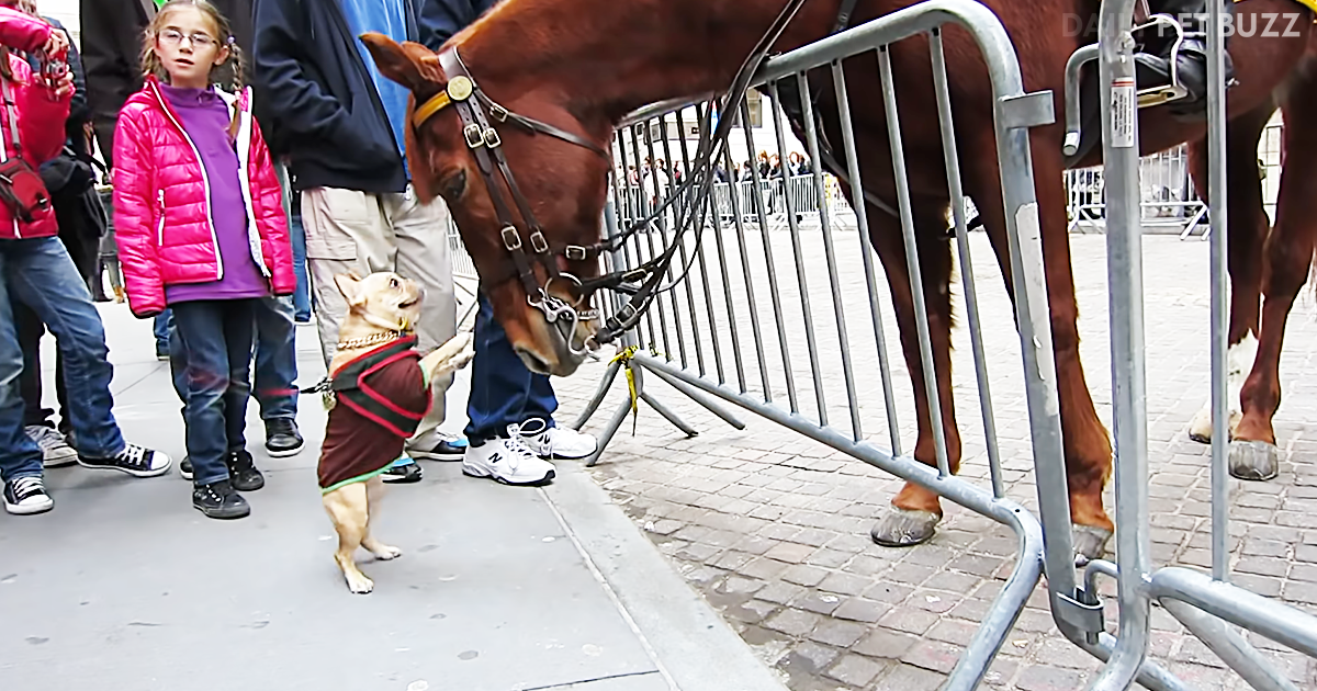 Adorable Frenchie Is Quite Smitten With A Police Horse In New York