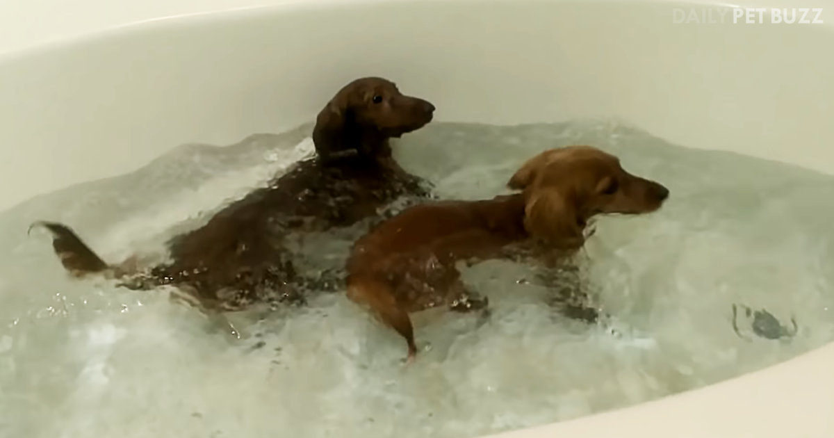 There Is No Barrier That Can't Be Bowled Over By These Funny Dachshunds When It's Bathtime