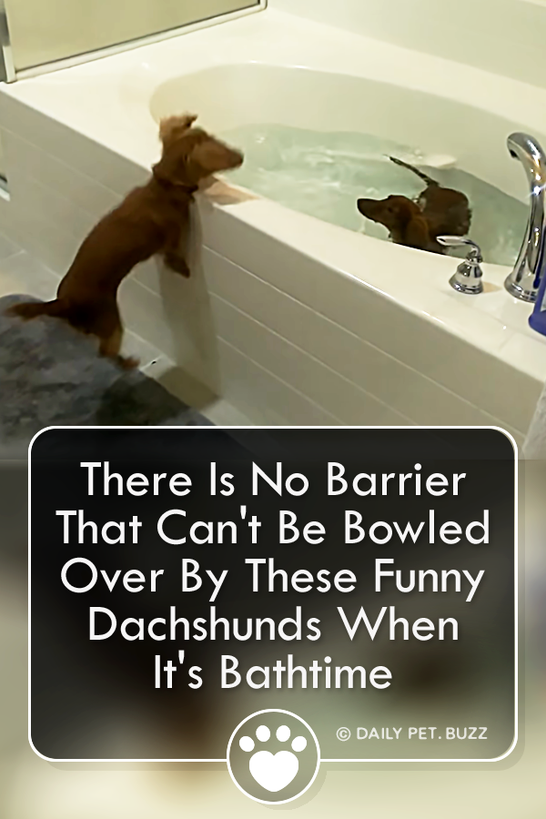 There Is No Barrier That Can\'t Be Bowled Over By These Funny Dachshunds When It\'s Bathtime
