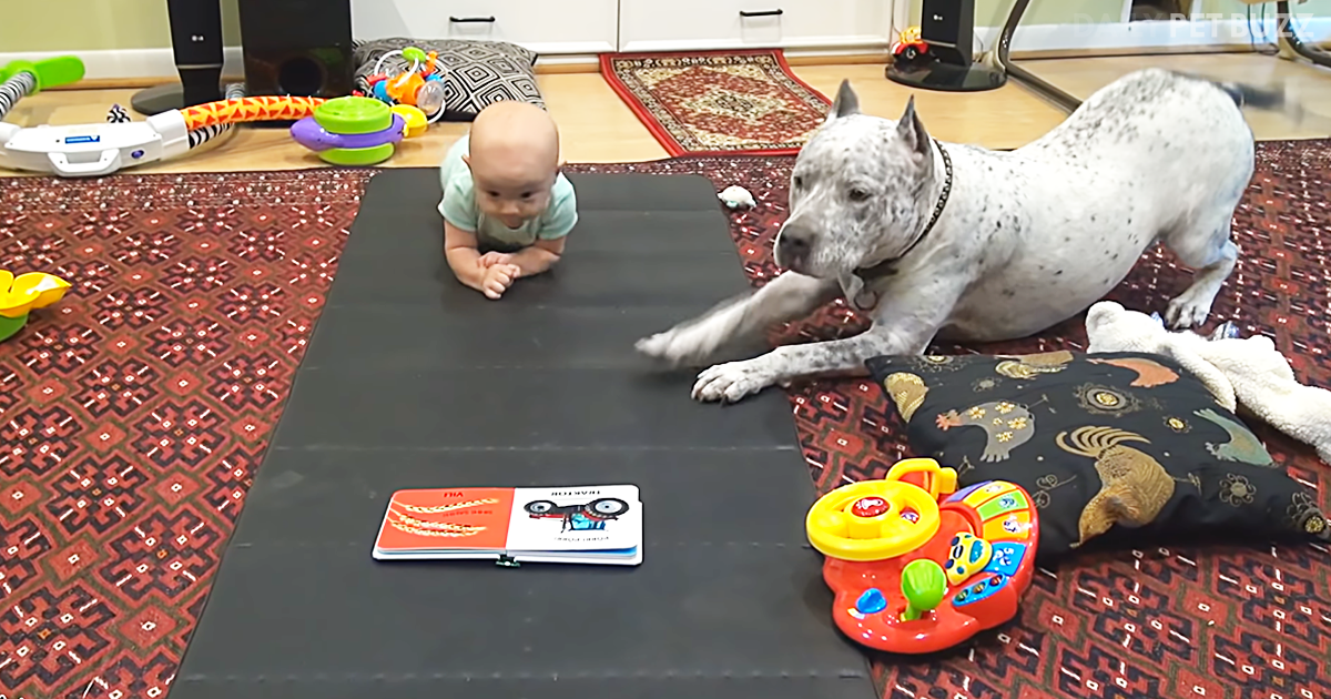 This Clever Dog Knew Just What To Do When Teaching The Baby To Crawl