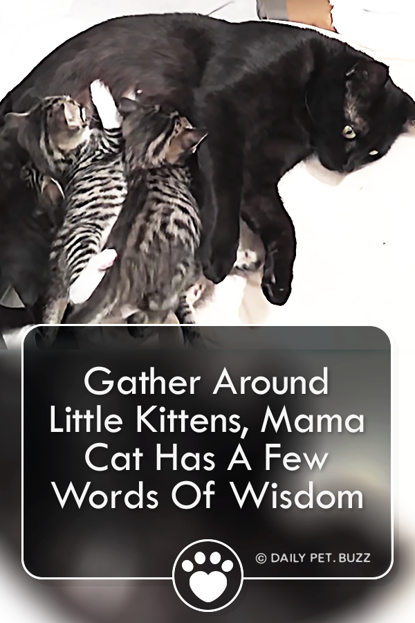 Gather Around Little Kittens, Mama Cat Has A Few Words Of Wisdom