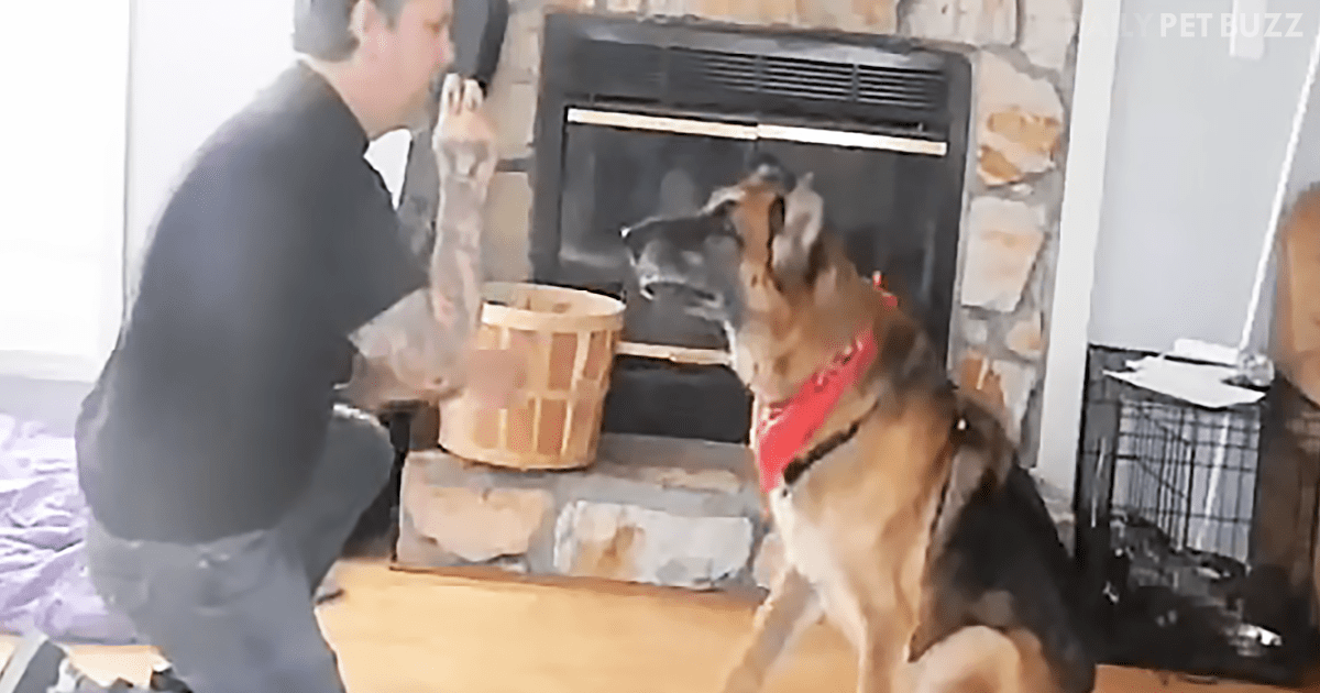 Family Records Their Last Special Day With Their Beloved German Shepherd, Hans