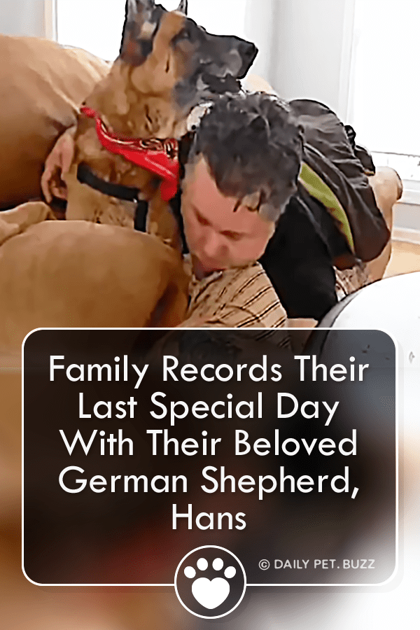 Family Records Their Last Special Day With Their Beloved German Shepherd, Hans