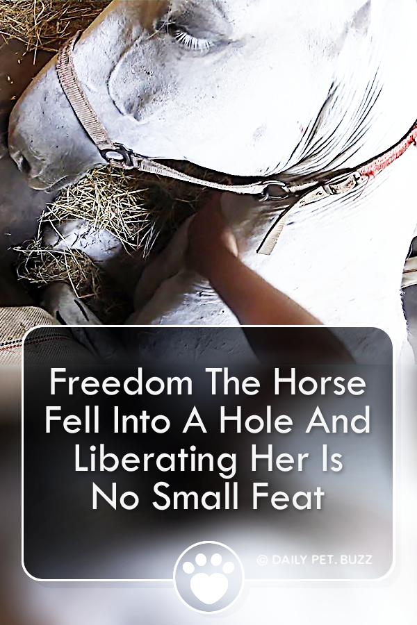 Freedom The Horse Fell Into A Hole And Liberating Her Is No Small Feat