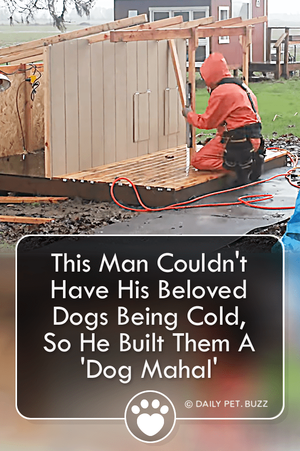 This Man Couldn\'t Have His Beloved Dogs Being Cold, So He Built Them A \'Dog Mahal\'