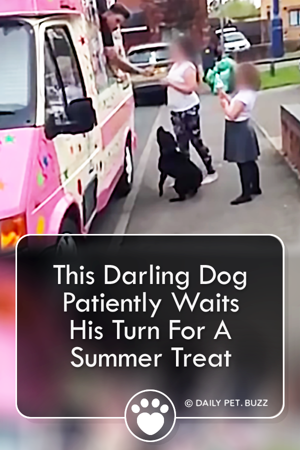 This Darling Dog Patiently Waits His Turn For A Summer Treat