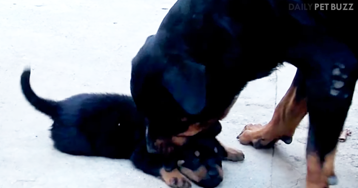 Rottweiler Puppy Is So Energetic – Even His Parents Can't Calm Him Down