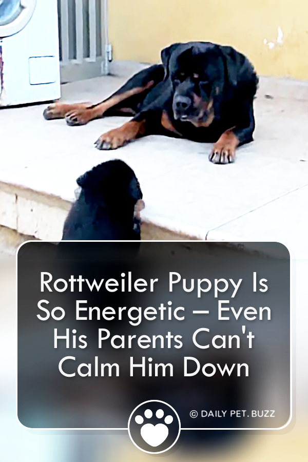 Rottweiler Puppy Is So Energetic – Even His Parents Can\'t Calm Him Down